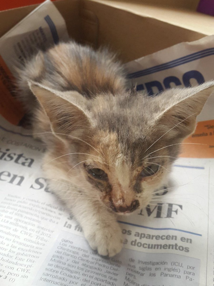 Esta bebe busca temporal, hasta q se recupere, reacatada en la <a href="/uees_ec/">Universidad Espíritu Santo</a> comunicarse con <a href="/frojas_92/">fernando rojas</a> @sarzosa93