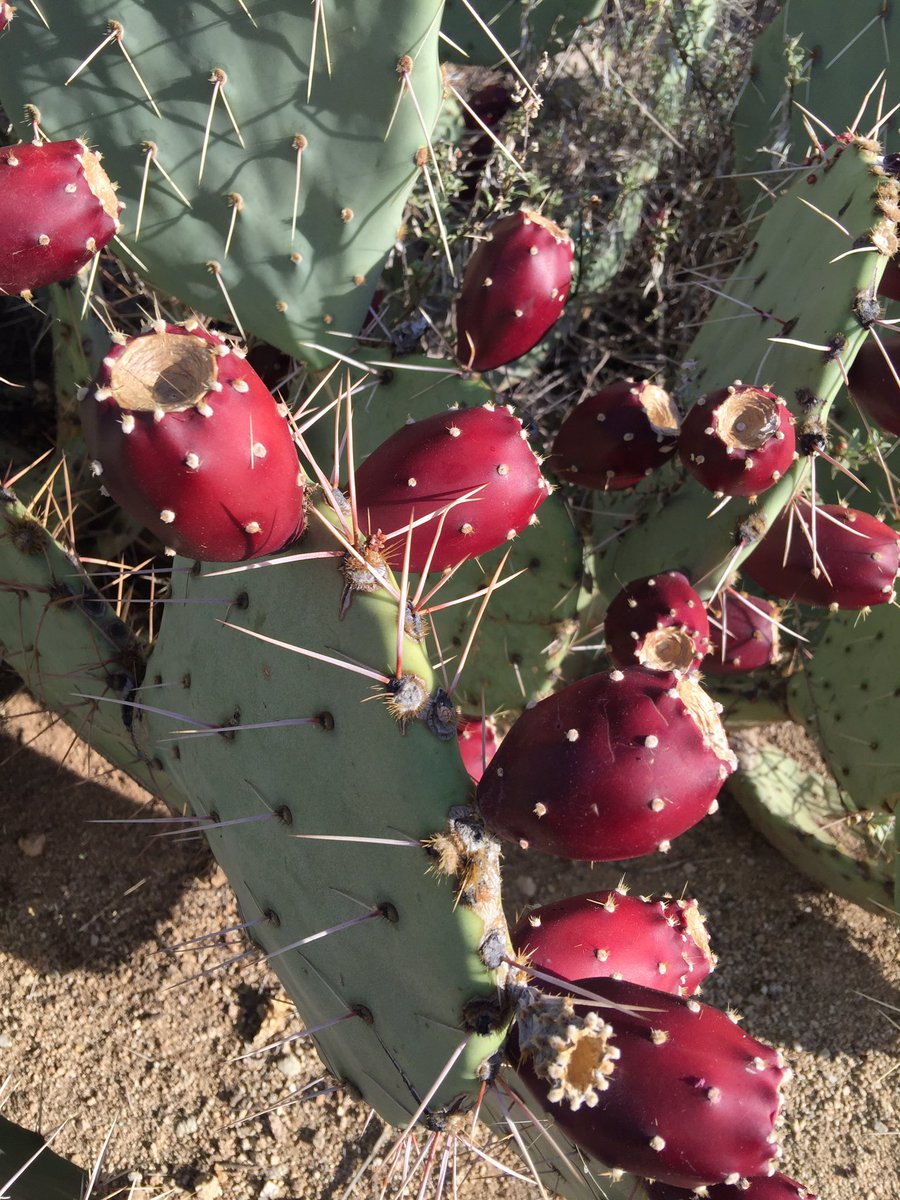 StarburstDecor's tweet photo. #cactus #pricklypear https://t.co/RMp4zTbafY