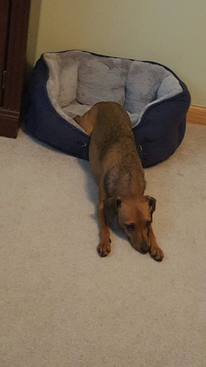 ReviewingDog's tweet photo. I'm always so motivated to get out of bed on #MondayMorning ... #mondaymotivation #cutedog https://t.co/aqkDO87MxI