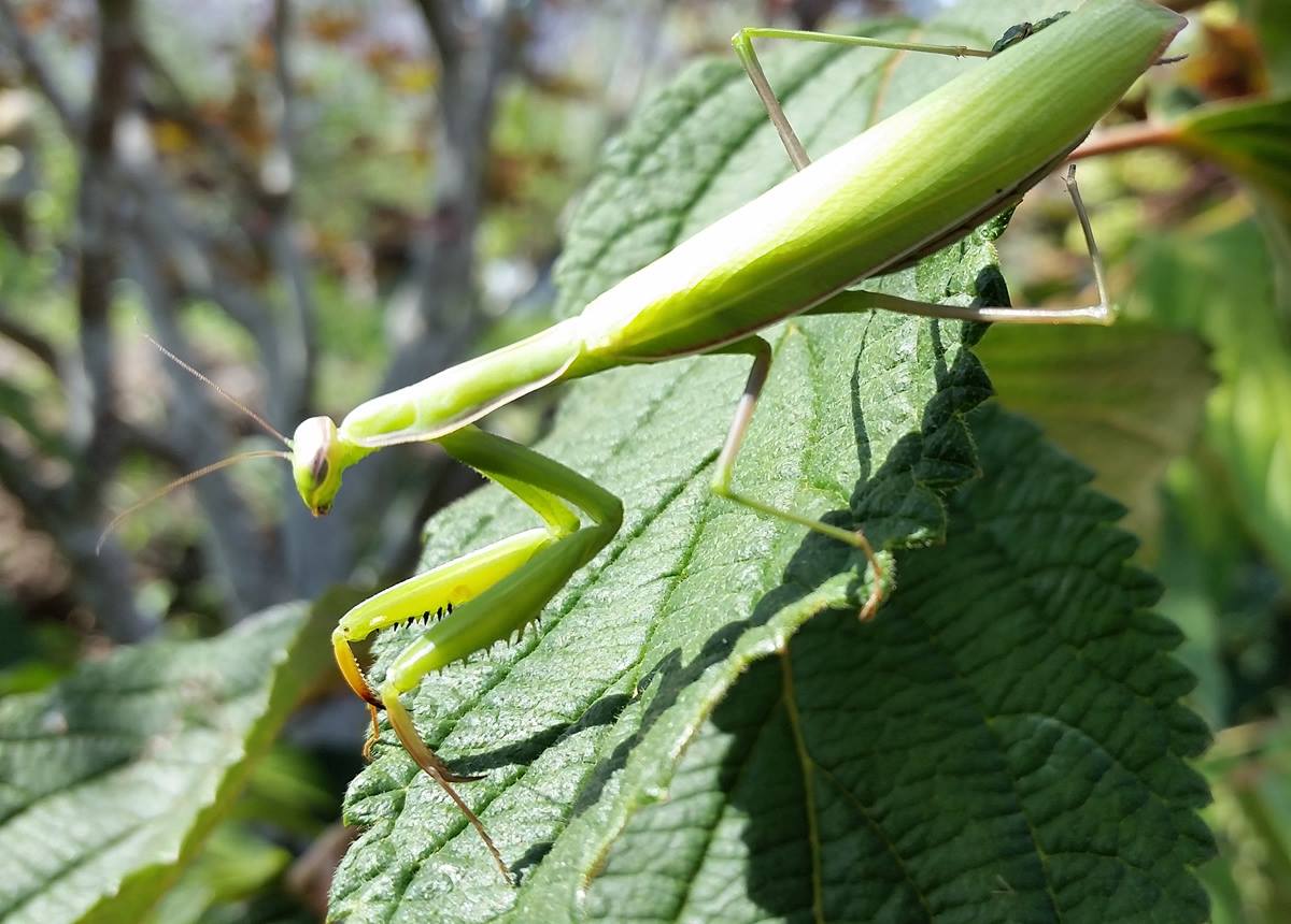 Look what we found at the nursery on Friday! So many different friends at Oriental Garden Supply! #ROC
