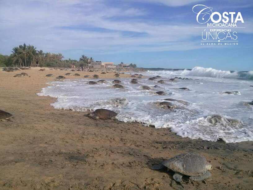 jorgevmendozag's tweet photo. En la Costa las maravillas son tan naturales como la arribazón masiva de Tortugas #Ixtapilla #experienciasMichoacán https://t.co/u3mwV28coT