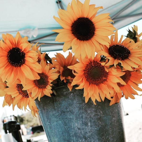 TheFarmLoop's tweet photo. Sunflowers brighten up the day. https://t.co/d5tdCdOPPm #FarmLoop #WestKelowna https://t.co/VCyW4drOw8