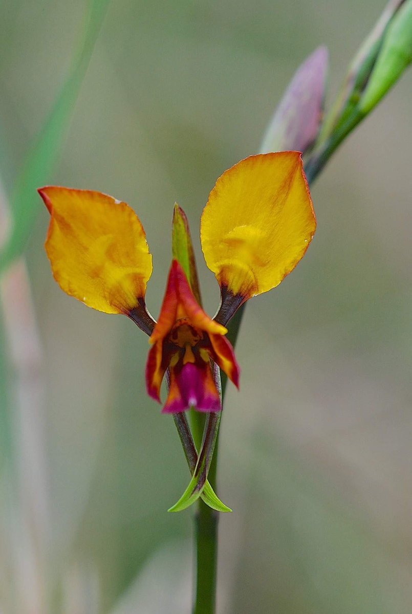 UnderwoodBush's tweet photo. Donkey orchid in Underwood Avenue Bushland. This site could soon be razed for a housing lot if UWA gets their way. https://t.co/HedJhZGp9W