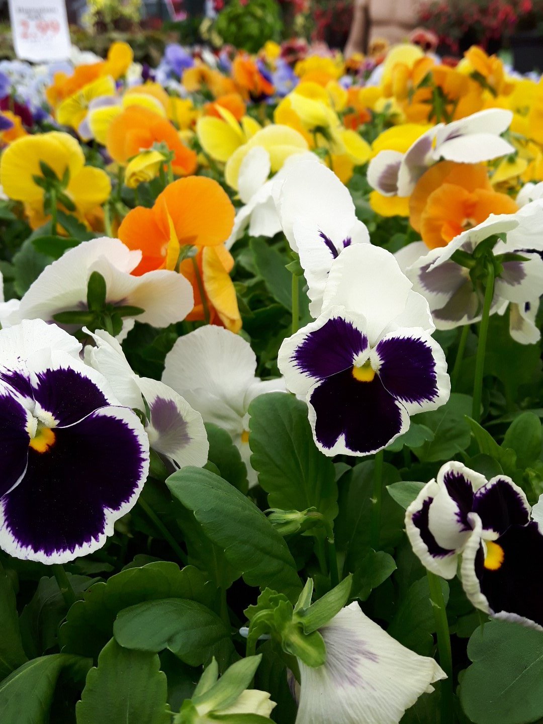 on Twitter "Pansies planted in winter will flower