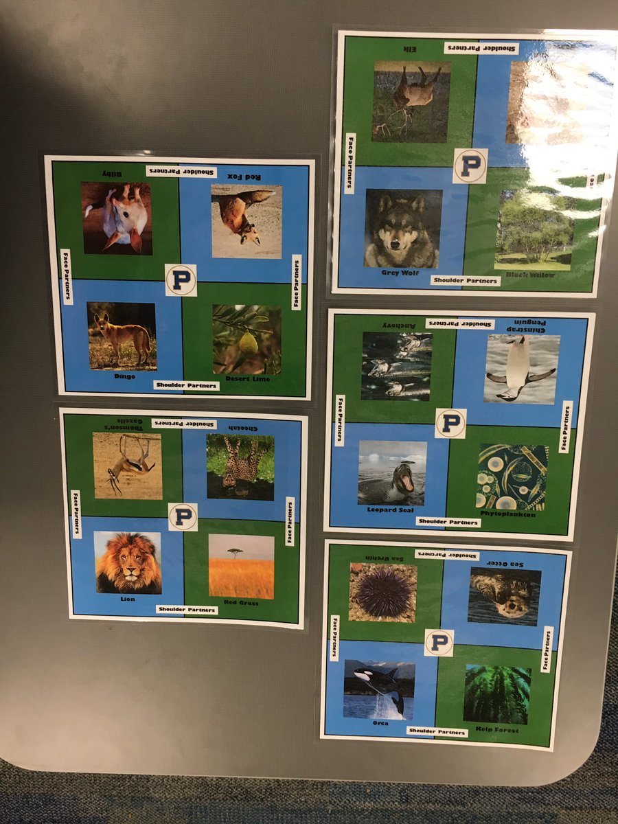 rossfurbush's tweet image. So excited to use my food web  #kagansquare! Ping me for template. A @Cmaxwell1Craig and #prinpd flashback.
