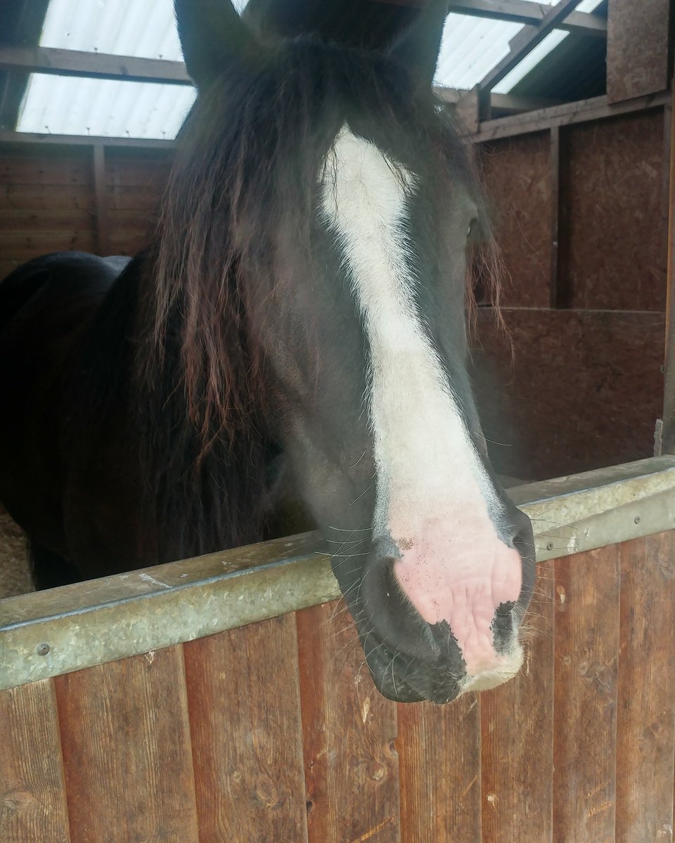 JoshNeateCD's tweet image. Molly enjoying her days off work since friday well deserved break after all the hard work we have been doing!#equine
