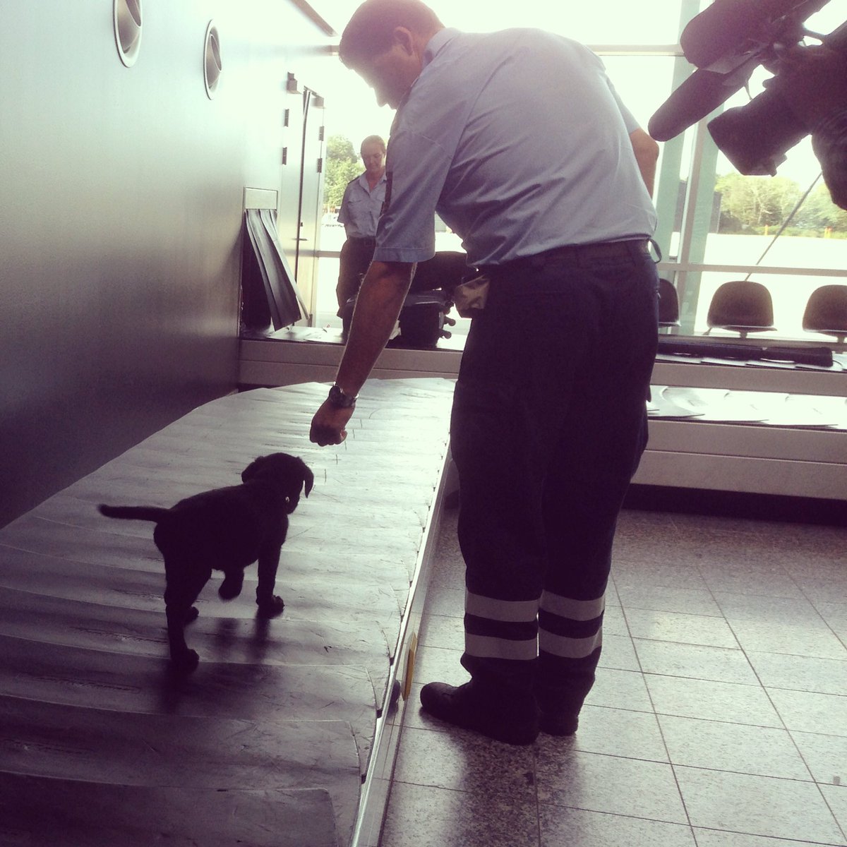 Skattestyrelsen's tweet photo. 9 uger gammel og første dag på job i lufthavnen. Se, hvordan Boss klarer det, kl. 21.25 på TV2 #elitehundene #tolddk https://t.co/RXAp9cw461