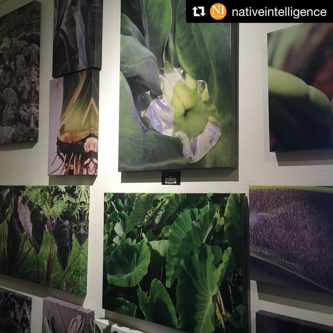 mauinuibg's tweet photo. Check out Native Intelligence's Hāloa photo showcase this Sat., 8/27, at 6pm 😍🌱 #icbf2016 @Kaponoai https://t.co/v7eVj1ggv4