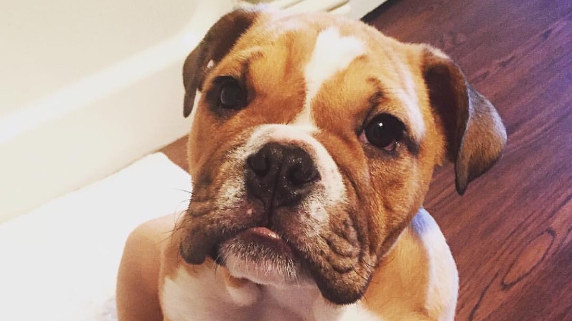 .<a href="/HenryAnderson91/">Henry Anderson</a> is off the PUP list. Meet the pup who helped him heal. #ColtsCompanions
coltsroundup.com/2016/08/how-li…