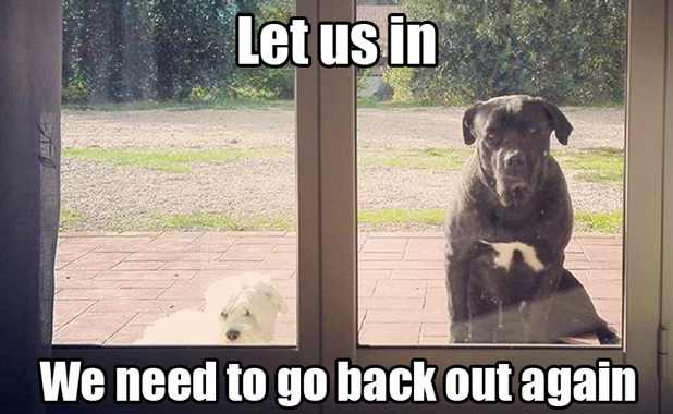 BlackIrishI's tweet image. #MyNormalIn5Words Dogs in and dogs out ..