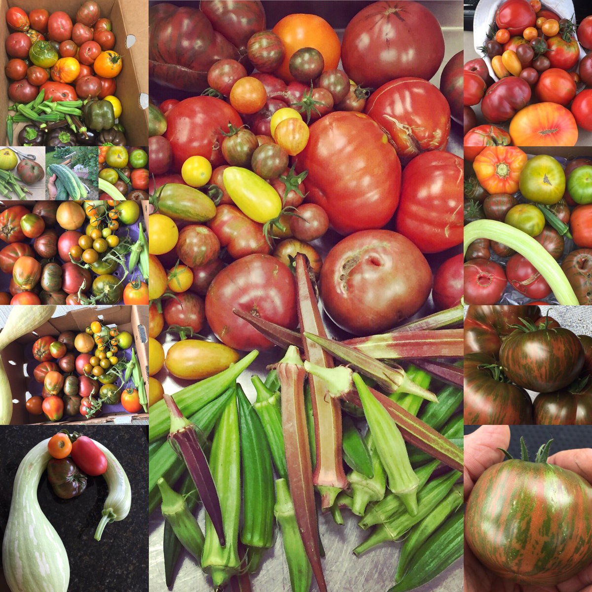 Some of the harvest from the #garden. #golf #Kenosha #heirlooms ⛳️2🍽