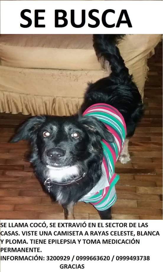 ParedesRosita's tweet photo. Mi bb Cocó, se perdió el sábado en la mañana en Quito en el Sector de las Casas. Ayudenme por favor https://t.co/kKOeMrwf5D