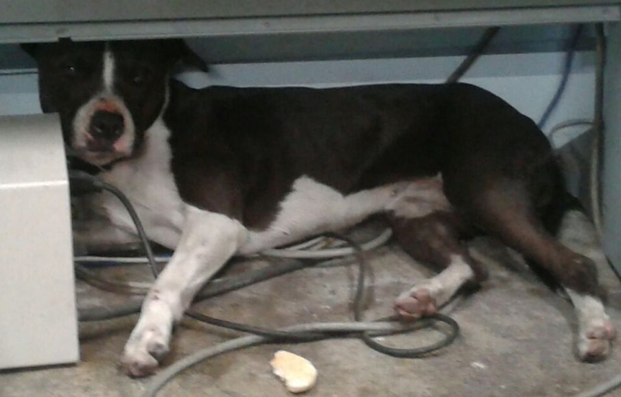 DigiteImp's tweet image. encontré este perro solicito su ayuda para encontrar a sus dueños lo encontré en la calle de Tajan