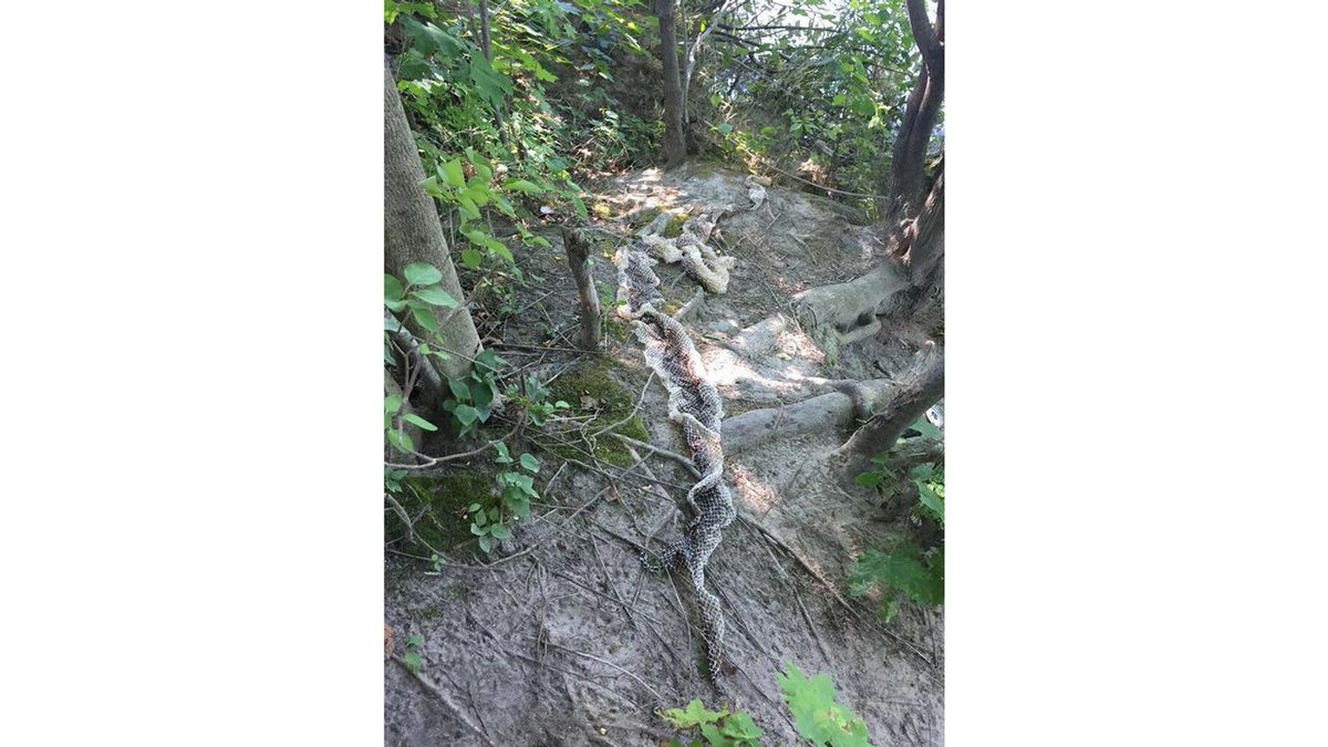 10-foot snake on the loose in small Maine town; locals name it 'Wessie' bit.ly/2bgEKBM?utm_me… https://t.co/nPXG7RZ8Ks
