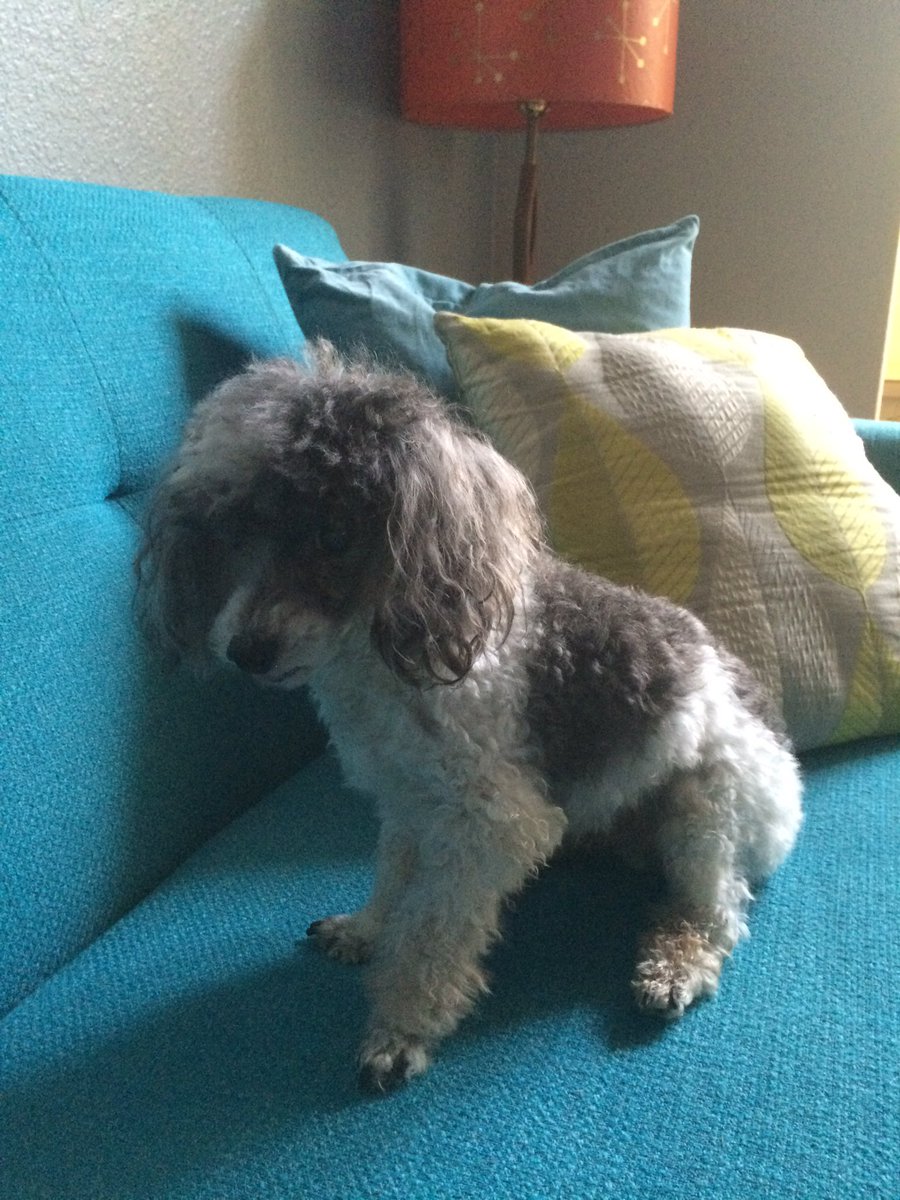 donebydiaz's tweet photo. Lil' Bill #poodle #toypoodle https://t.co/1p7PXhnaCv