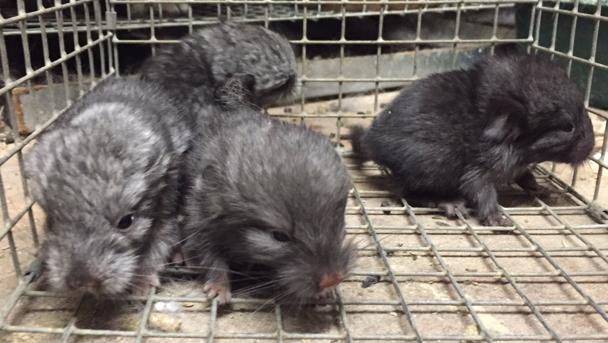 Greenwood Chinchilla greenwoodchins X