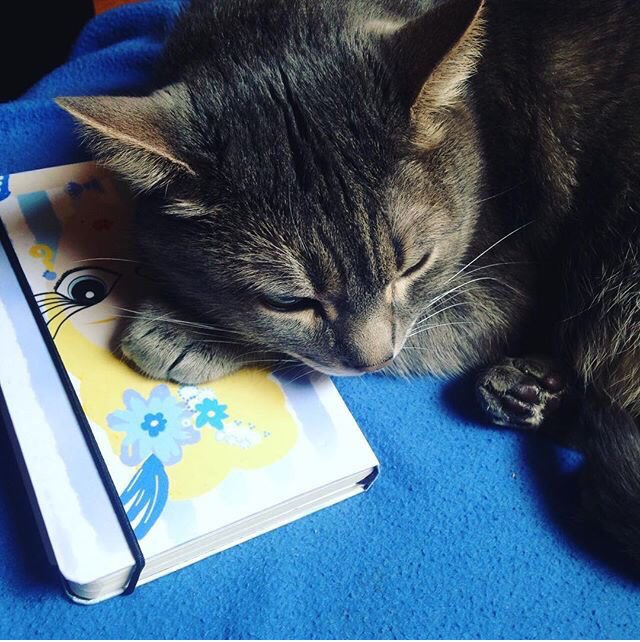 Todos amam💙s las Brunetas