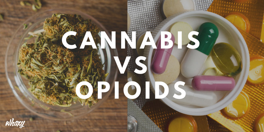ThinkTankExile's tweet photo. Cannabis Is a Powerful Tool in the Fight Against Opioid Addiction https://t.co/moWsYVp2C4 https://t.co/5tPBp9Njvh