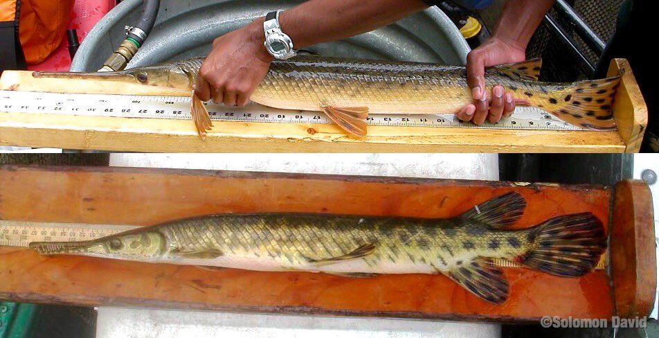 Buckmeier: use 3D fiber optic illumination to validate OTC-marked otoliths of gars #AncientSportFish #AFS146