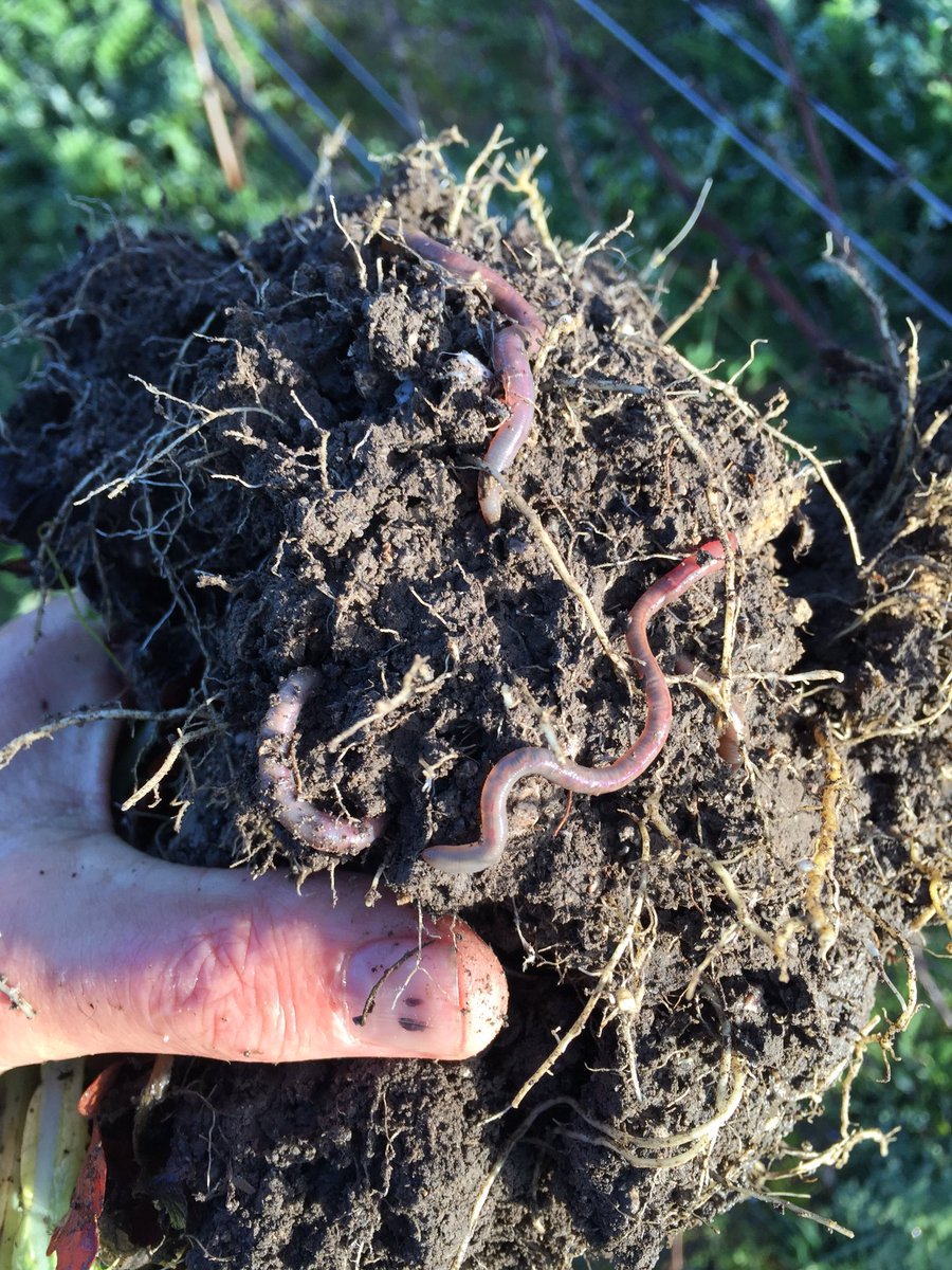 This is one of the most exciting aspects of what we do at Bindj!
Soil life.....