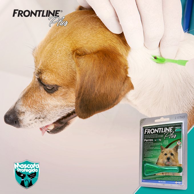 MascotaPro's tweet image. Dile adios a las #pulgasygarrapatas con #FRONTLINEPLUS ya que empieza a actuar contra ellas inmediatamente.