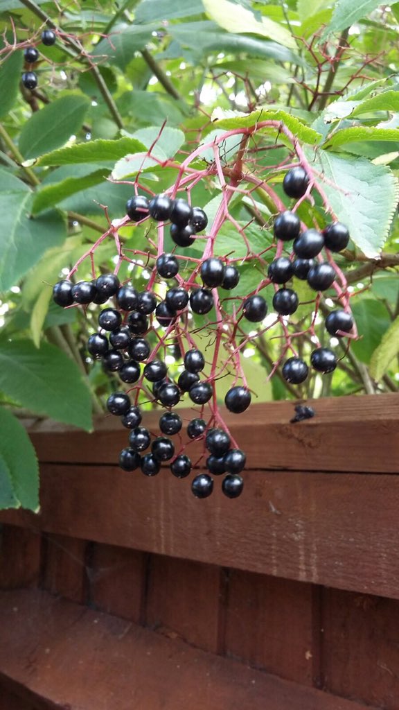 choc_truffle_'s tweet photo. Elderberries! #seasonal #inspiring #Winchester https://t.co/BCbnUPNKCj