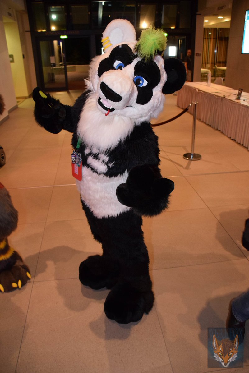 BurlyPowerMew's tweet photo. Whaddddapppp #giantpanda #hahnee #chibipanda 😬😬😬😬😬 - @TwinkyArts - pic by @WereFoxAries https://t.co/hPONYllArf