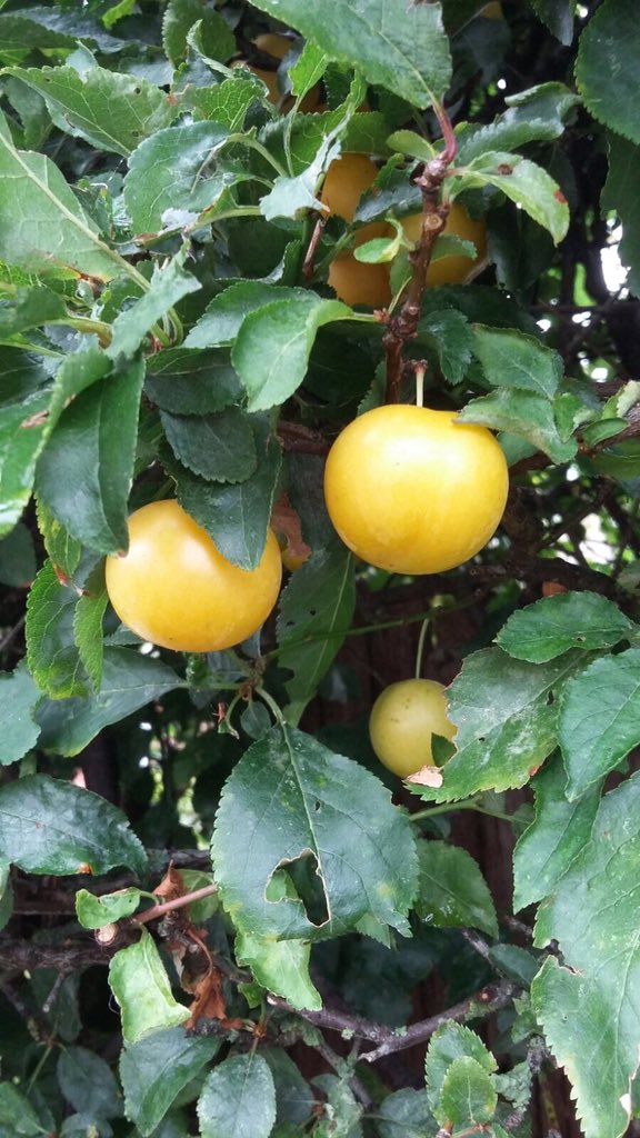 choc_truffle_'s tweet photo. Some mirabelle plums in a walk this morning #foraging #english https://t.co/fKLh2vINKK