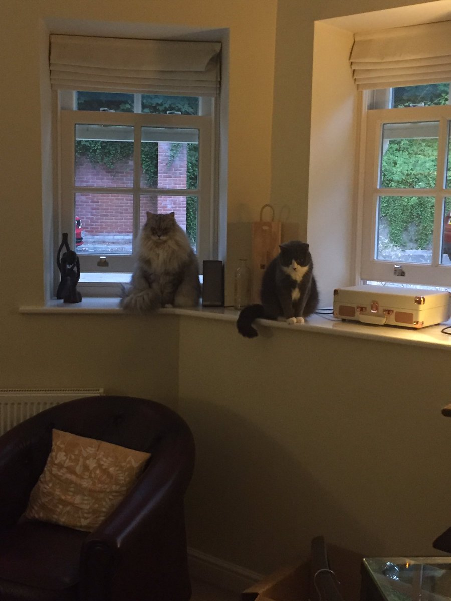 BerliozKitten's tweet photo. We've been expecting you.... #moviequotes #moviecats https://t.co/1xt6x1VeDa