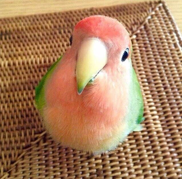 Imgur on Twitter: "What a cute watermelon. https://t.co/Ss6prPNtPb…