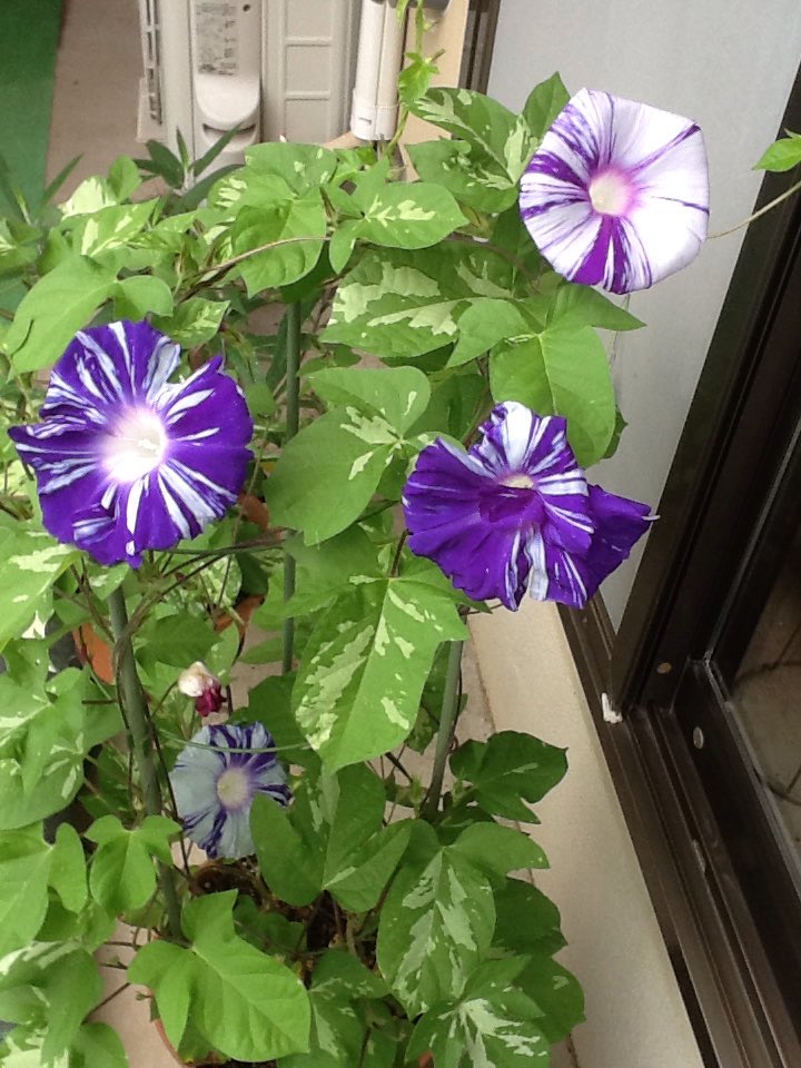 お昼寝じゃじゃまる お盆すぎたとたん元気に咲き出します 毎朝楽しみ この花見ながら 長野県は小中学校の夏休みが短くて子供達がかわいそうなんて思う じぶんも子供の頃 東京のいとこ達が羨ましかったからね でも親は大変ね