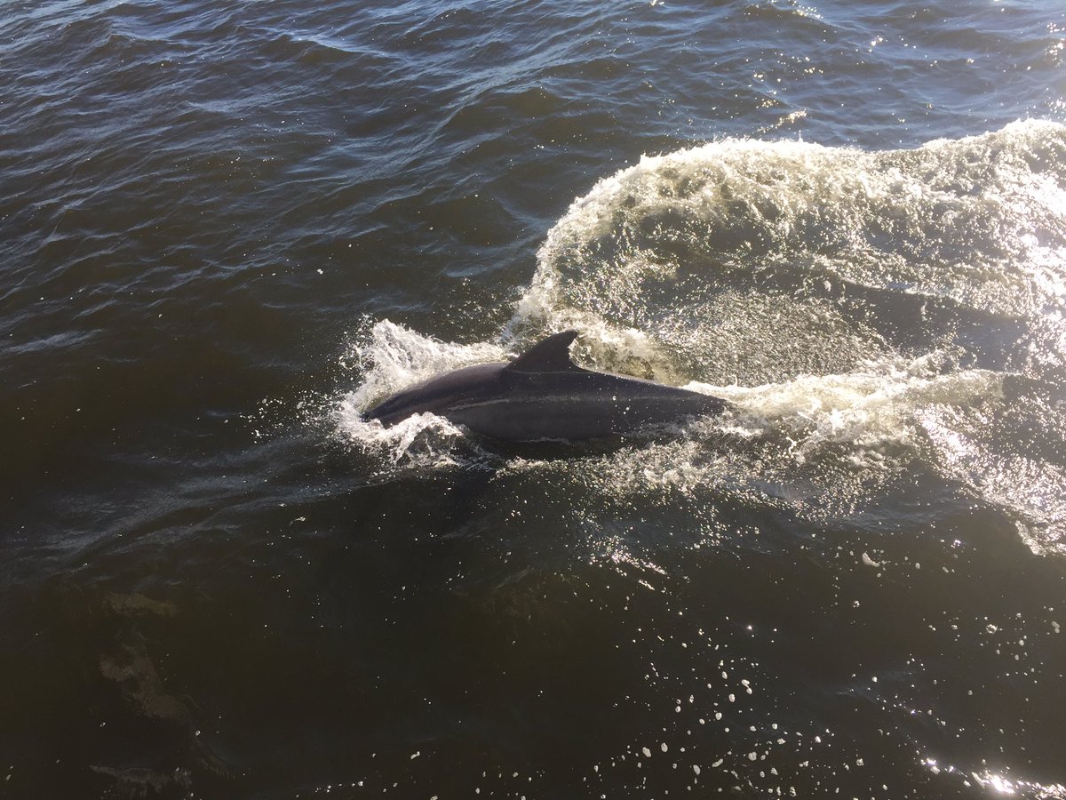 kady_holland's tweet photo. Had some unexpected guests on today's Event of a Lifetime!! @diamondresorts #EventsofaLifetime #AmericanRover 🐬🐬🐬 https://t.co/JPdRZ6R0cJ