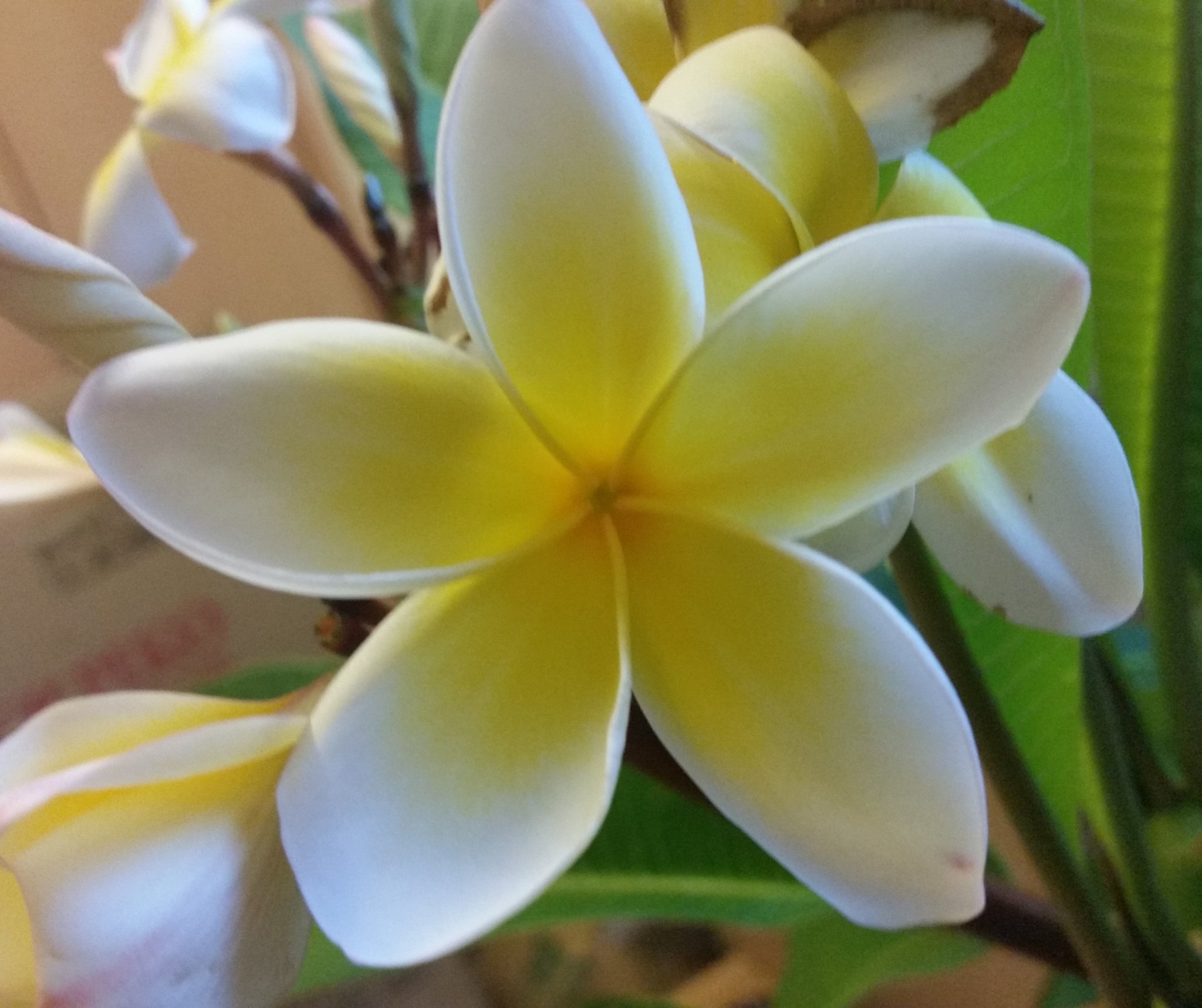 ひでぴょん プルメリアの育て方 Ar Twitter おはよう プルメリア ハワイ ガーデニング グアム Plumeria プルメリアの育て方 南国 観葉植物 夏 花 ビーチ フラダンス 花 花好き 牛久 庭 園芸 癒し プール T Co Prfhkq4irn Twitter