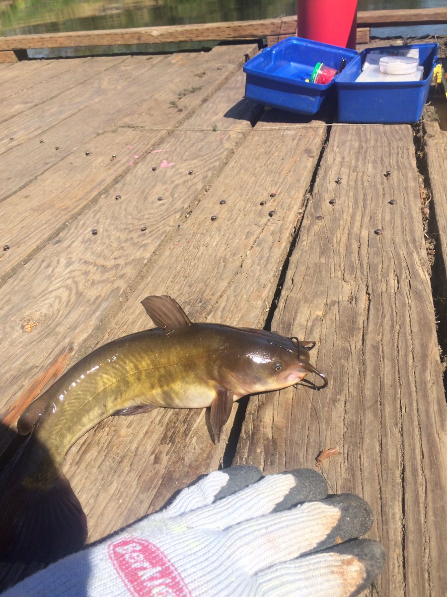 GLITCHING_FISH's tweet photo. 14"channel catfish https://t.co/7GaCVPa8LX