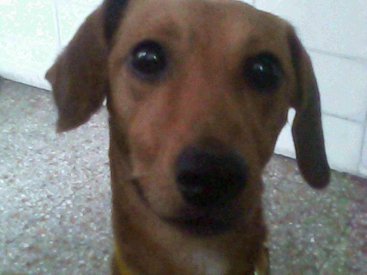 AdriFernandez68's tweet photo. @fetcheves por favor, podrás ayudar con un RT? Es de una amiga de mi hijo. La nena está muy triste. Gracias!!! https://t.co/yDxKxPfH6B