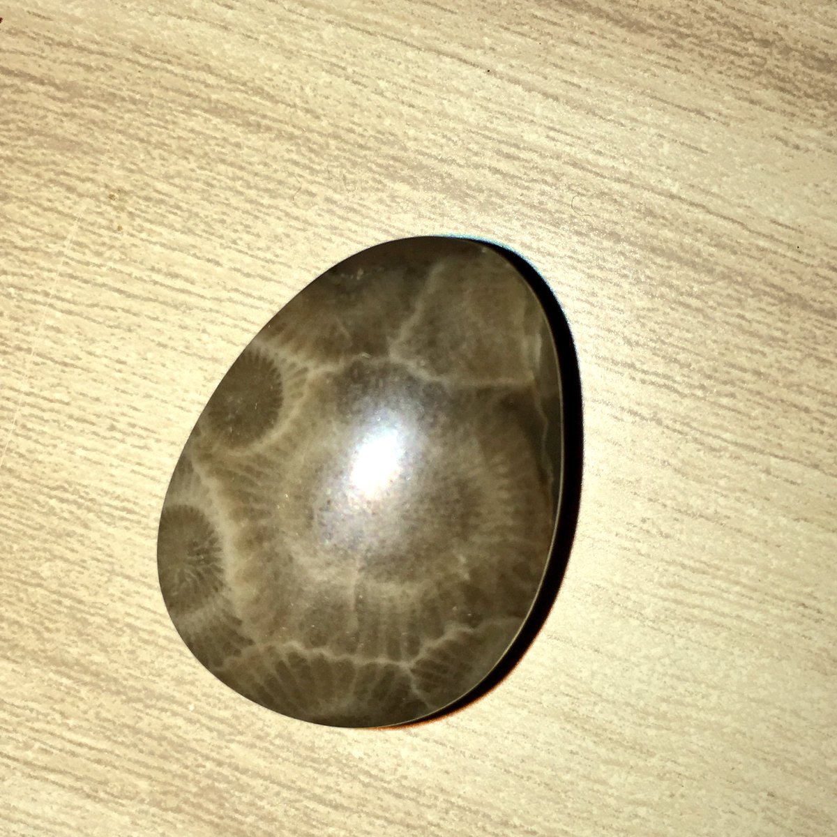 GreenThumbGirls's tweet photo. A drilled Petosky he gifted to me... #Michigan #StateStone https://t.co/7lSJZbHQpb