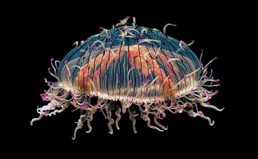 Sylvie-T 🪷🌏🧳🎶🌹 tweet media