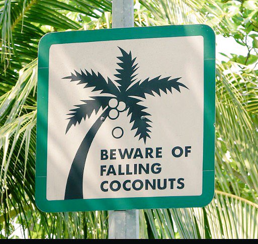 PilarCoach3's tweet photo. nice metaphor for being "aware", what falling coconuts are you not planning for or ignoring in your life? https://t.co/O6xWLQF48d