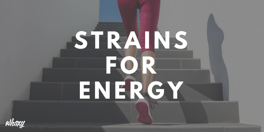 ThinkTankExile's tweet image. Here Are Some of the Best #Cannabis Strains To Boost Your Energy mmjne.ws/1OcSspa