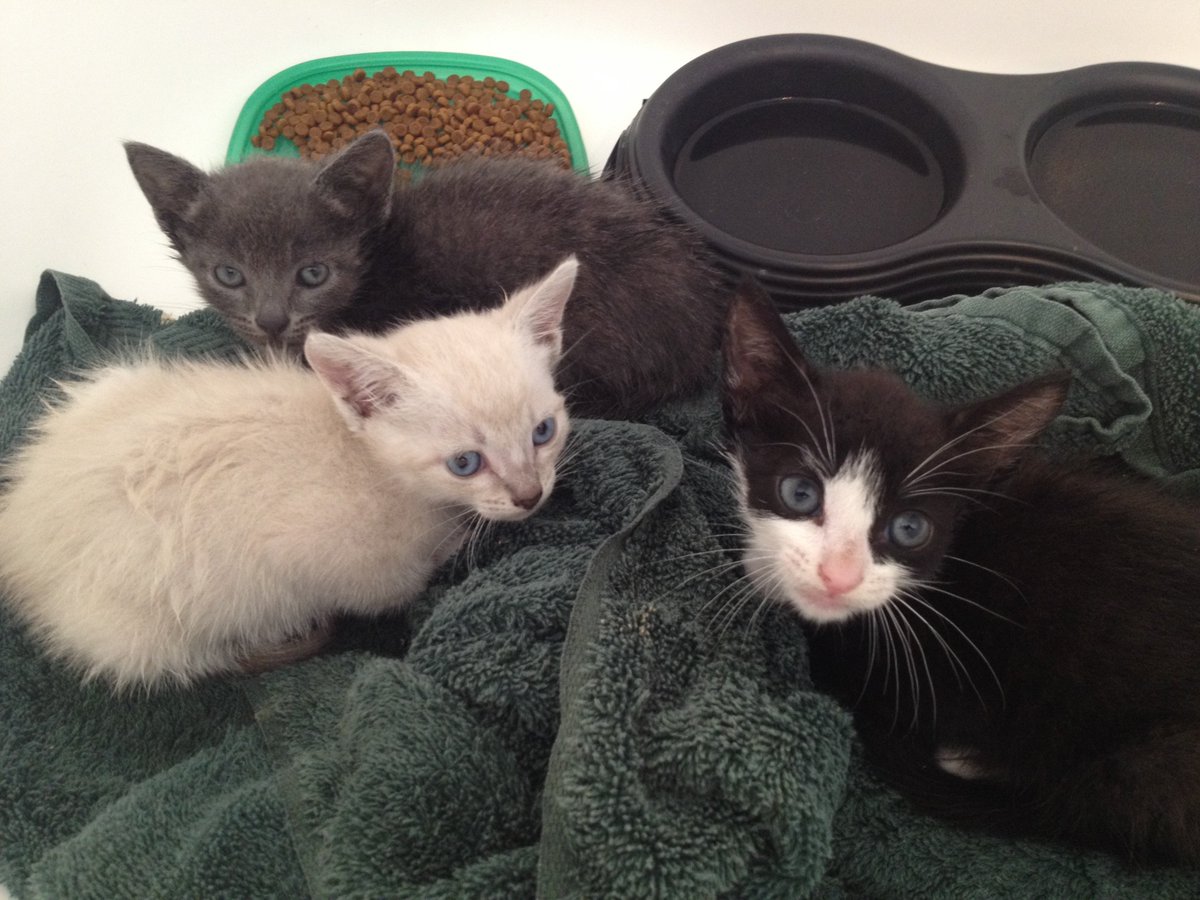 These are the abandoned kittens. I cleaned 'em up &amp; one was just adopted by awesome folks. Good things happen. #:)