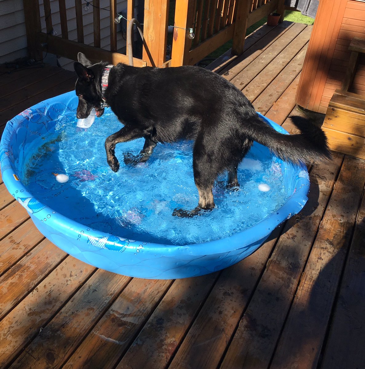 sd_benson's tweet photo. Work, then play, then get steak....it's been a good day. #ServiceDogLife https://t.co/Moq9s5EmoI