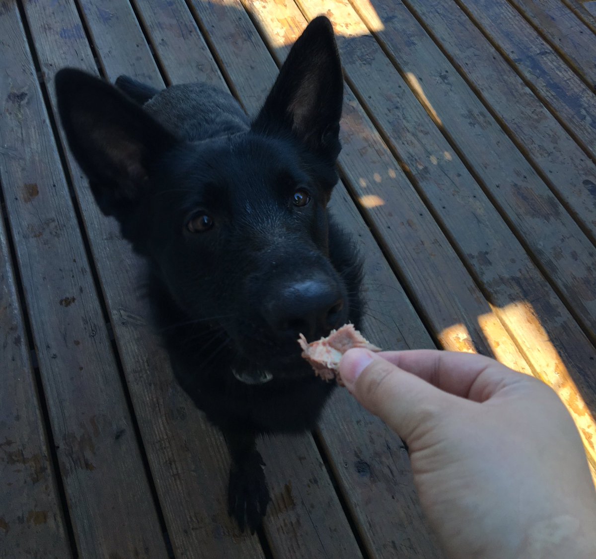 sd_benson's tweet photo. Work, then play, then get steak....it's been a good day. #ServiceDogLife https://t.co/Moq9s5EmoI