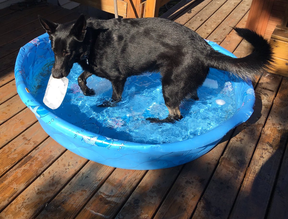 sd_benson's tweet photo. Work, then play, then get steak....it's been a good day. #ServiceDogLife https://t.co/Moq9s5EmoI