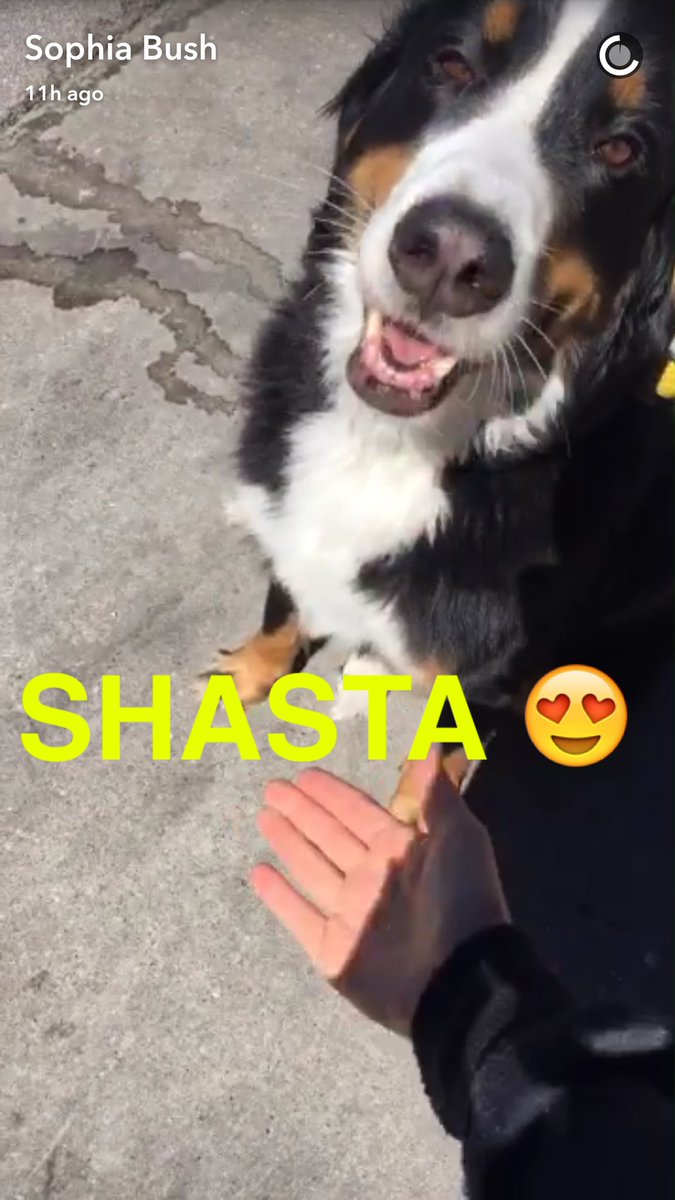 Shastaxox's tweet photo. Yea I get that all the time "my dogs name is Shasta" #namefails @SophiaBush #toofunny https://t.co/U4oxCBT6le