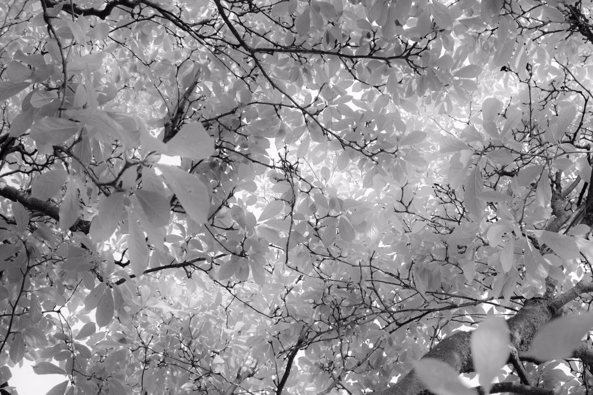 Carlo Negri (@carlonegri) on Twitter photo 