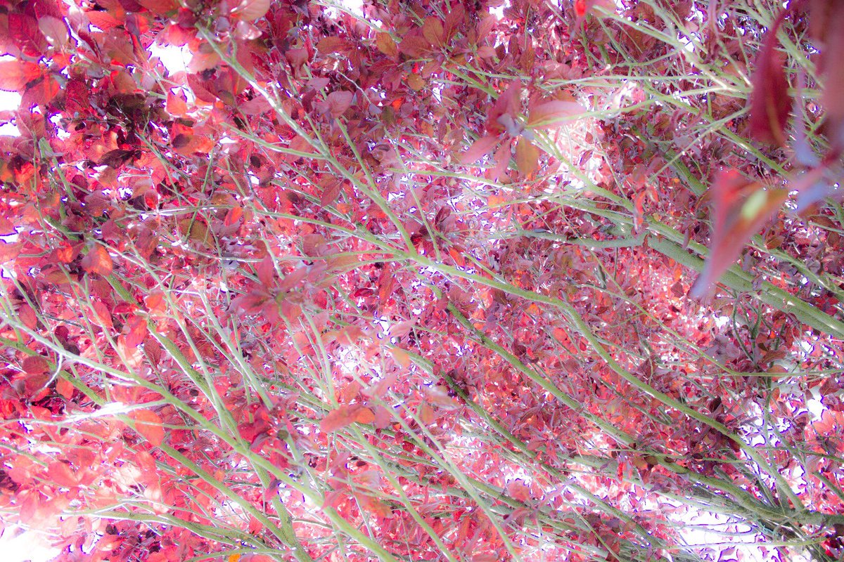 Carlo Negri (@carlonegri) on Twitter photo 