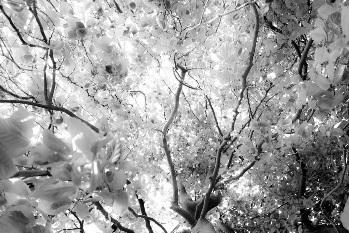 Carlo Negri (@carlonegri) on Twitter photo 