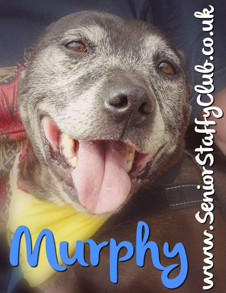 Marvelous Murphy #seniorstaffies #adoptabull #adoptdontshop #brindlebeauty