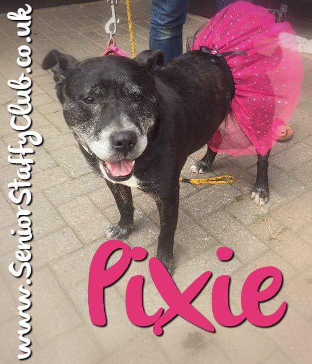 Princess Pixie #dogsintutus #adoptabull