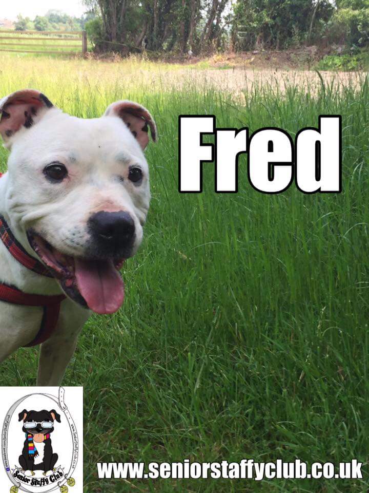 Fabulous Fred #staffiesrule #seniorstaffies